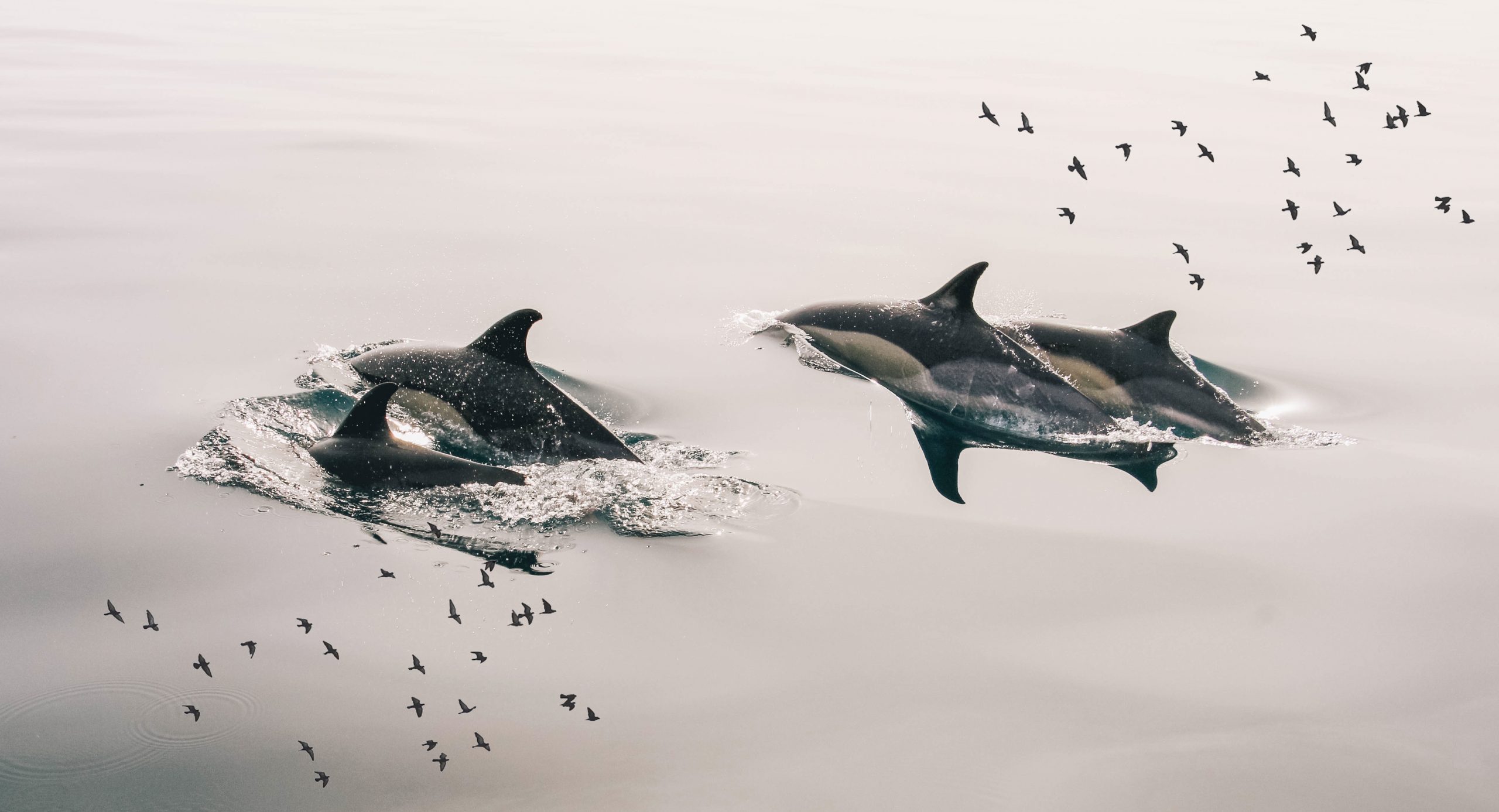 Dolphins Florin Finch
