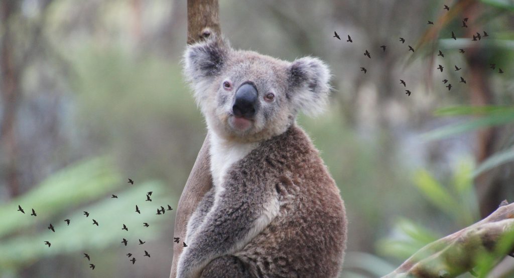 Koala Jewellery Symbol Gift